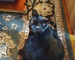 Inky declawed black cat for adoption in philadelphia 2