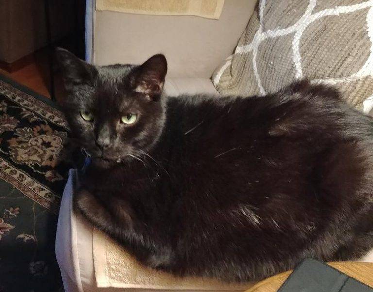 Healthy Declawed Black Male Cat For Adoption to Loving Home in