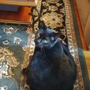 Healthy Declawed Black Male Cat For Adoption to Loving ...