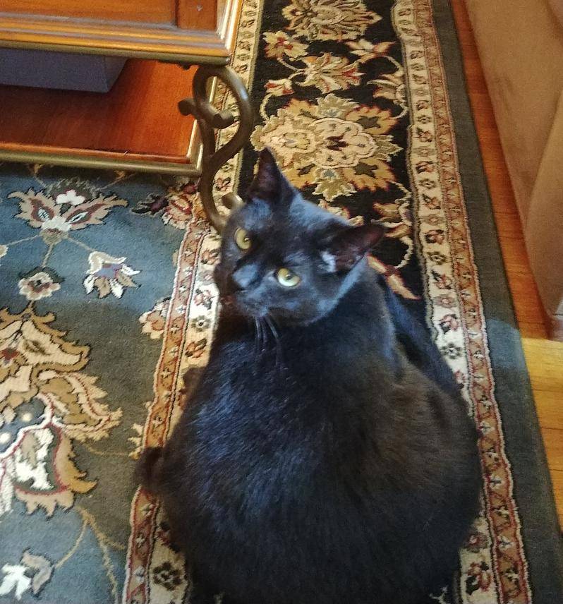 Inky Declawed Black Cat For Adoption in Philadelphia 2