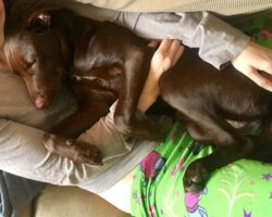 Ipsee - lab whippet mix for adoption murfreesboro tn 2