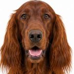 Irish setter