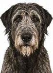 Irish Wolfhound large dog breed portrait for adoption and rehoming