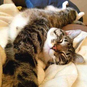 Isaac Grey Tabby Cat Adoption Fort Smith AR (7)
