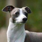 Italian Greyhound Dog Photo