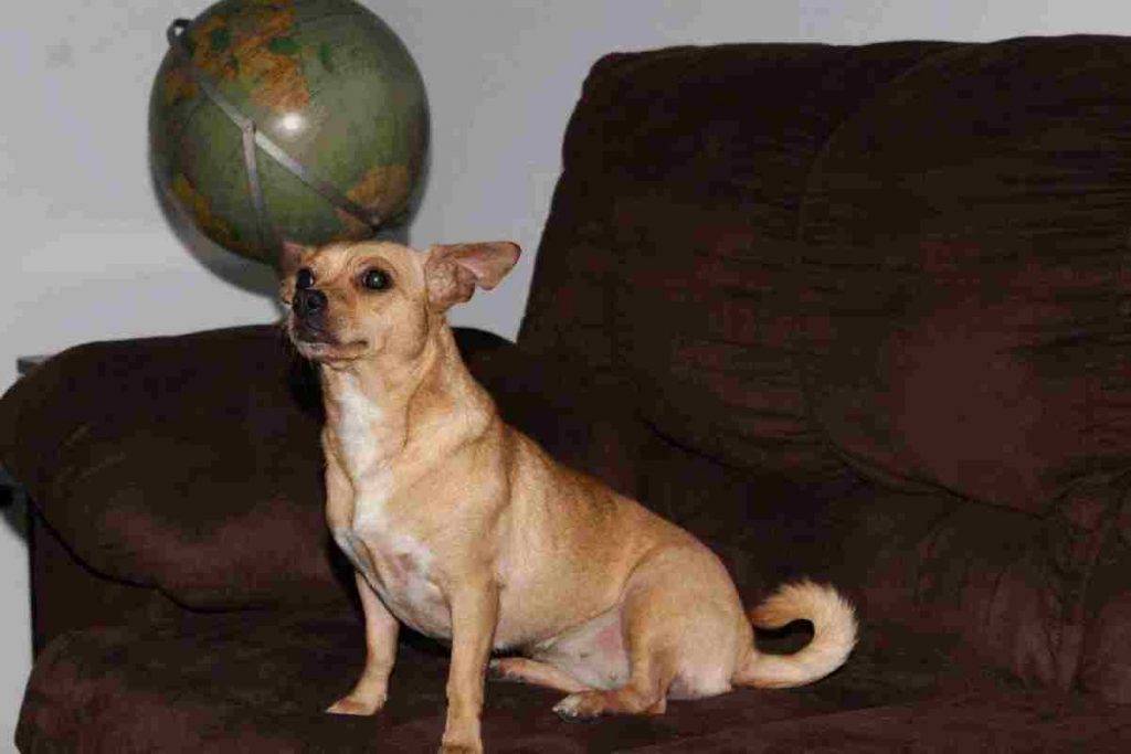 Ivy - chihuahua jack russell dog for adoption in corbin kentucky
