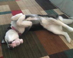 Ivy - siberian husky adoption raliegh nc 2