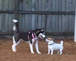 Ivy - siberian husky adoption raliegh nc 2