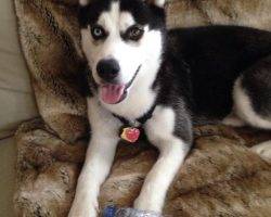 Ivy - siberian husky adoption raliegh nc 2