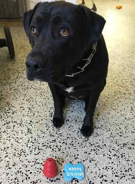 Jace - black labrador retriever dog for private adoption in jacksonville florida