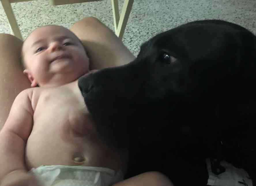 Jace - black labrador retriever dog for private adoption in jacksonville florida