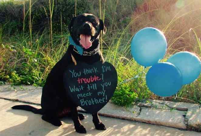 Jace black labrador retriever for private adoption jacksonville fl 2