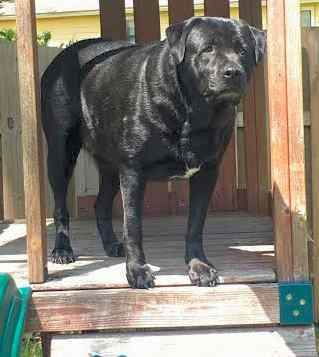 Jace - black labrador retriever dog for private adoption in jacksonville florida