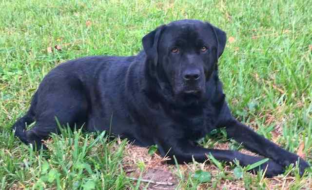 Jace Black Labrador Retriever For Private Adoption Jacksonville FL 4