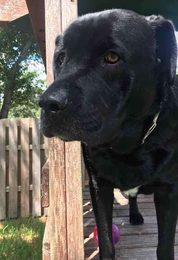 Jace - black labrador retriever dog for private adoption in jacksonville florida