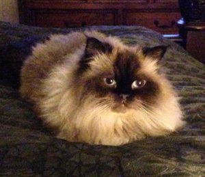 Jack - himalayan cat for adoption detroit windsor