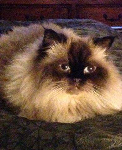 Jack - Himalayan Cat For Adoption Detroit Windsor