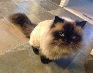 Jack - himalayan cat for adoption detroit windsor