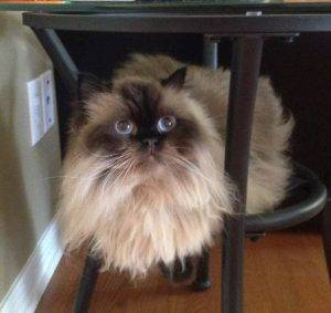 Stunning male himalayan cat for adoption detroit windsor – adults only – only pet home – adopt jack today