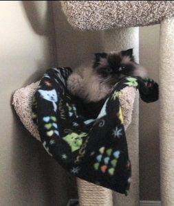 Jack - himalayan cat for adoption detroit windsor