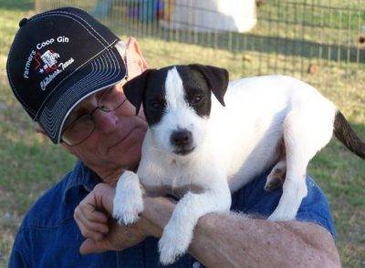 Jack Russell Terrier Breeders in Quanah Texas - Hines Hill Jack russell Terriers 2