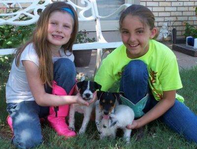 Jack Russell Terrier Breeders in Quanah Texas - Hines Hill Jack russell Terriers 2