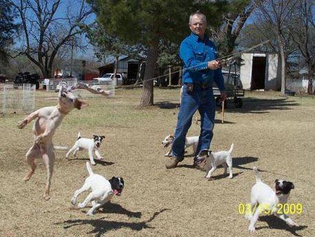 Jack russell terrier breeders in quanah texas - hines hill jack russell terriers 2