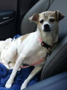 Jack russell terrier chihuahua mix for adoption long beach california
