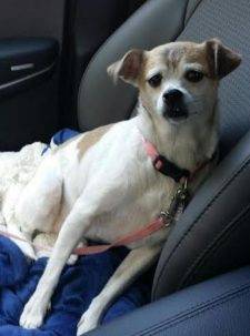 Jack Russell Terrier Chihuahua Mix For Adoption Long Beach California