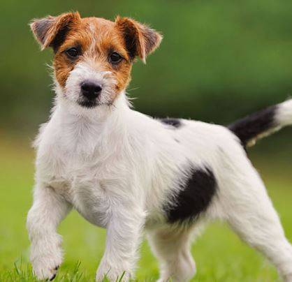 Jack Russell Terrier Dog Breed Photo