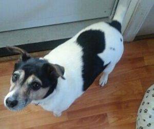 Jack russell terrier for adoption