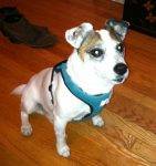 Jack Russell Terrier For Adoption San Francisco