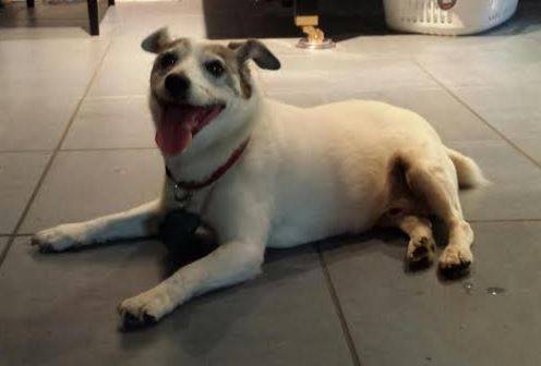 Jack russell terrier for adoption san francisco 2