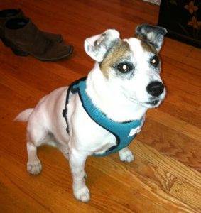 Jack russell terrier for adoption san francisco