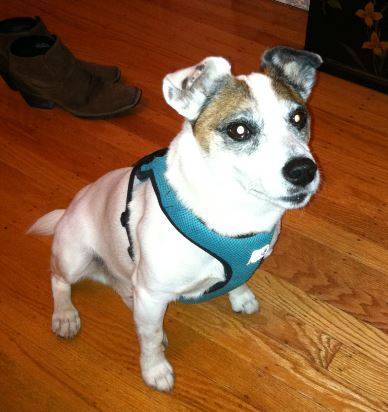 Marvelous max – senior jack russell terrier seeks loving home with older kids –  all supplies included – san francisco, ca