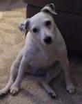 Jack Russell Terrier For Adoption Santa Clarita