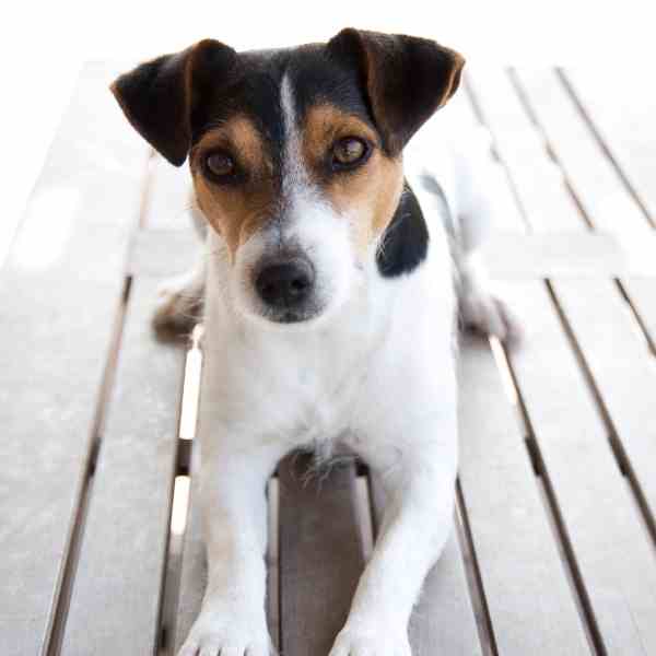 Jack Russell Terriers Photo