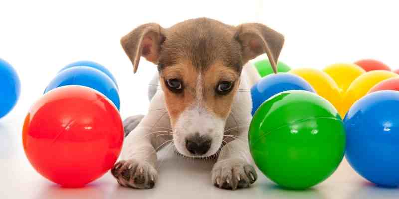 Jack russell terrier puppy with balls