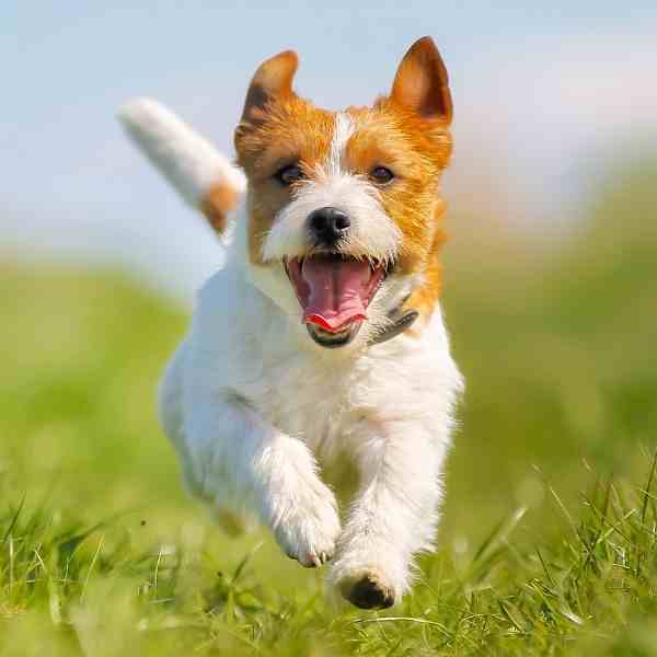 Jack russell terrier running