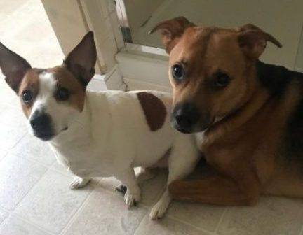 Jack russell terrier to adopt near norfolk virginia nala and her bff dexter both looking to be adopted.