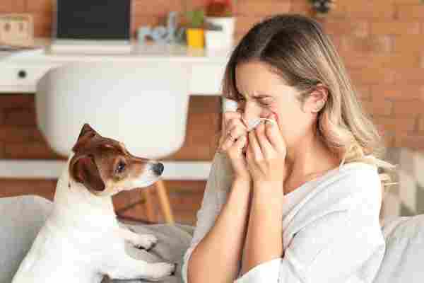 jack russell terrier being cute with owner