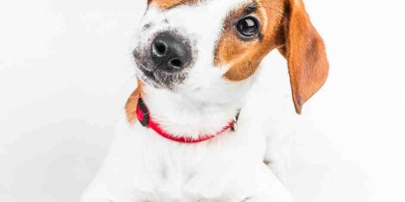 jack russell terrier