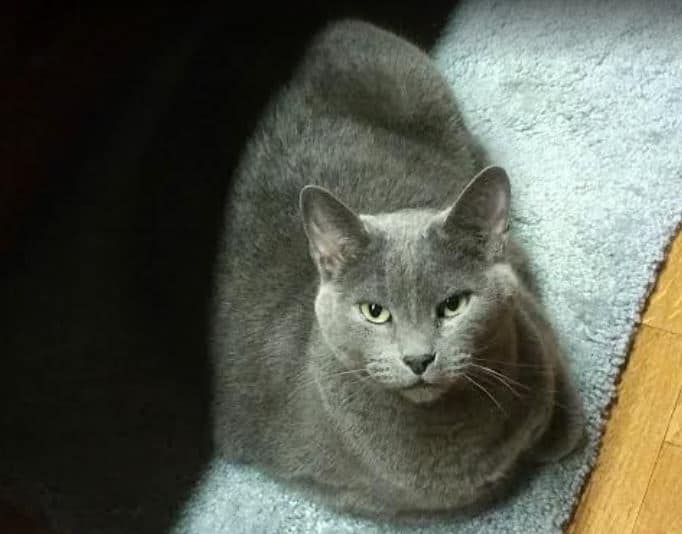 Gainesville TX Stunning Russian Blue Cat For Private Adoption Meet Jack
