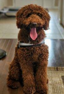 Rupert, a moyen (medium) red poodle for adoption in london ontario