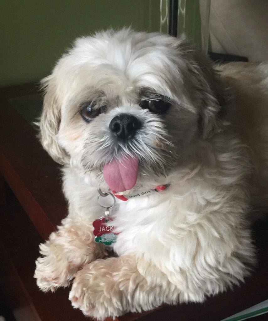 Adopt a Shih Tzu in Edmonton AB – Supplies Included – Meet Jacko