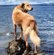 ADOPTED – Golden Retriever / Lab Mix   Renton, Washington