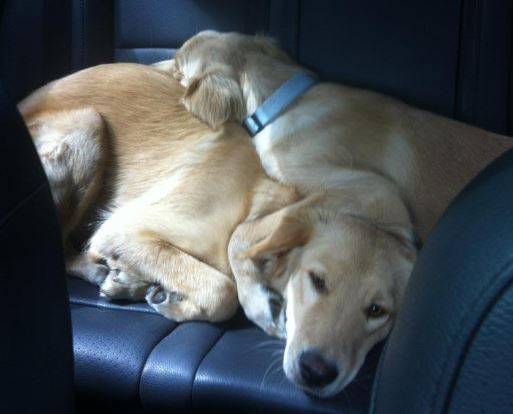 Jackson golden retriever labrador retriever dog for adoption seattle washington 9