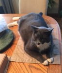 Jackson - Grey Tuxedo Cat For Adoption To Loving Home In Colorado 3