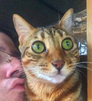 Jagger - 2 Year Old Male Cheetoh Cat For Adoption NYC 7
