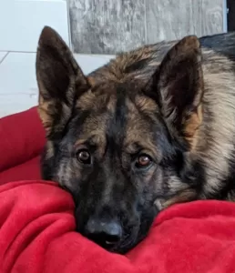 Photo of Jake, a Sable German Shepherd dog for adoption. Located in his Beaumont AB home, Jake is pictured looking at the camera.
